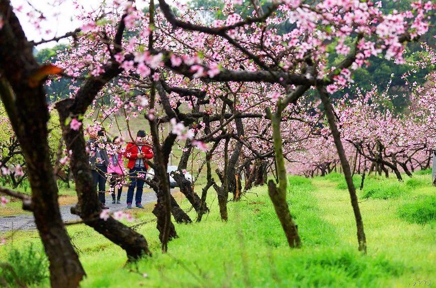 日本战国时代是怎么把铁炮队当为主流战术的游戏画面