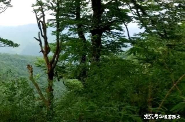 攀登高峰无敌版