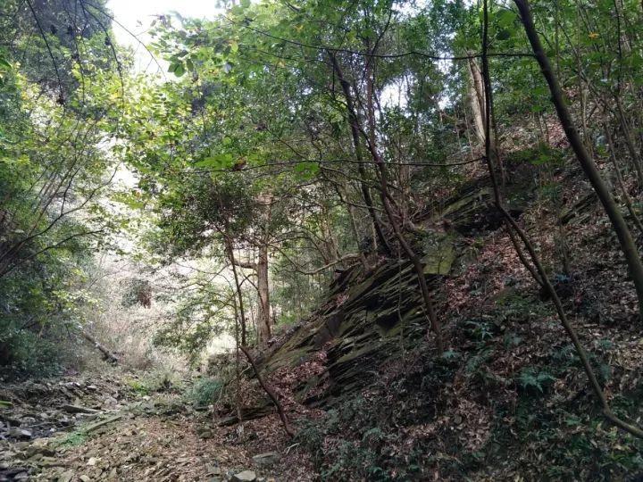 春雨直播app
