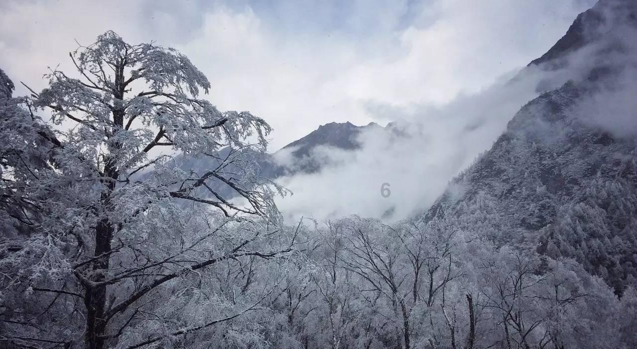救援萌老虎