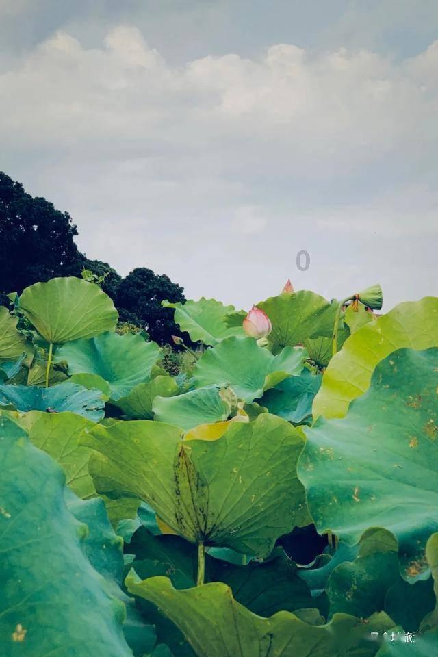 守望先锋电竞