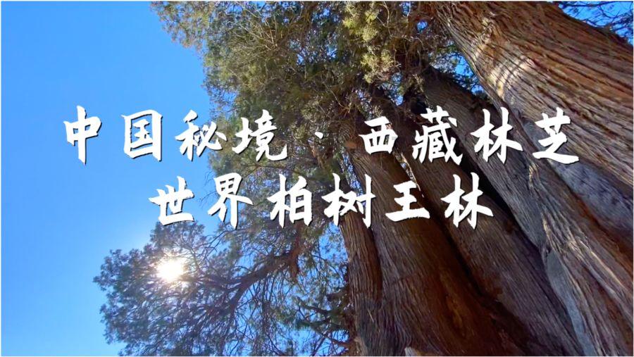 创作猫