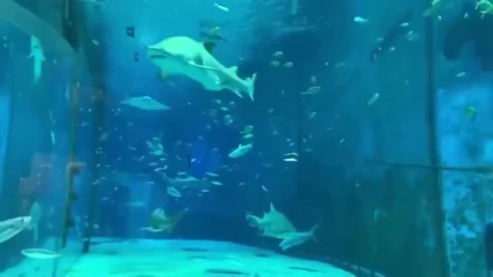 创作猫