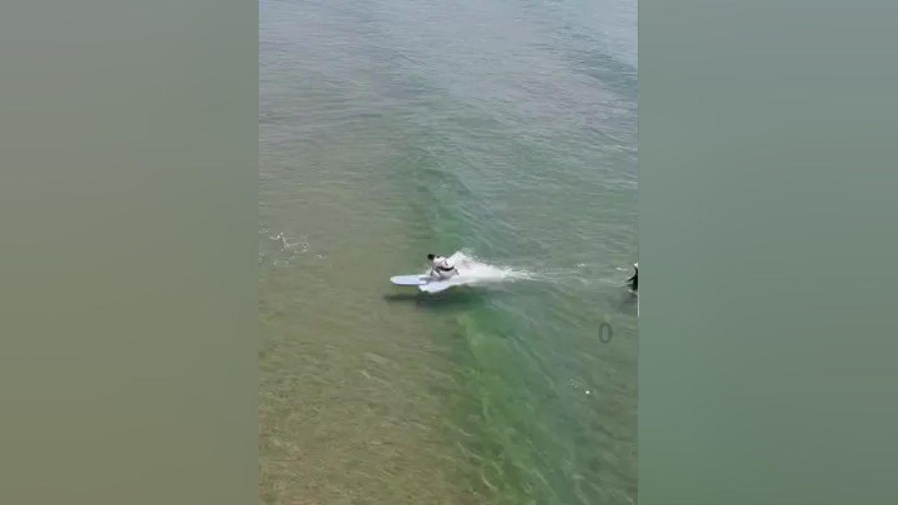 水金龟属于什么茶