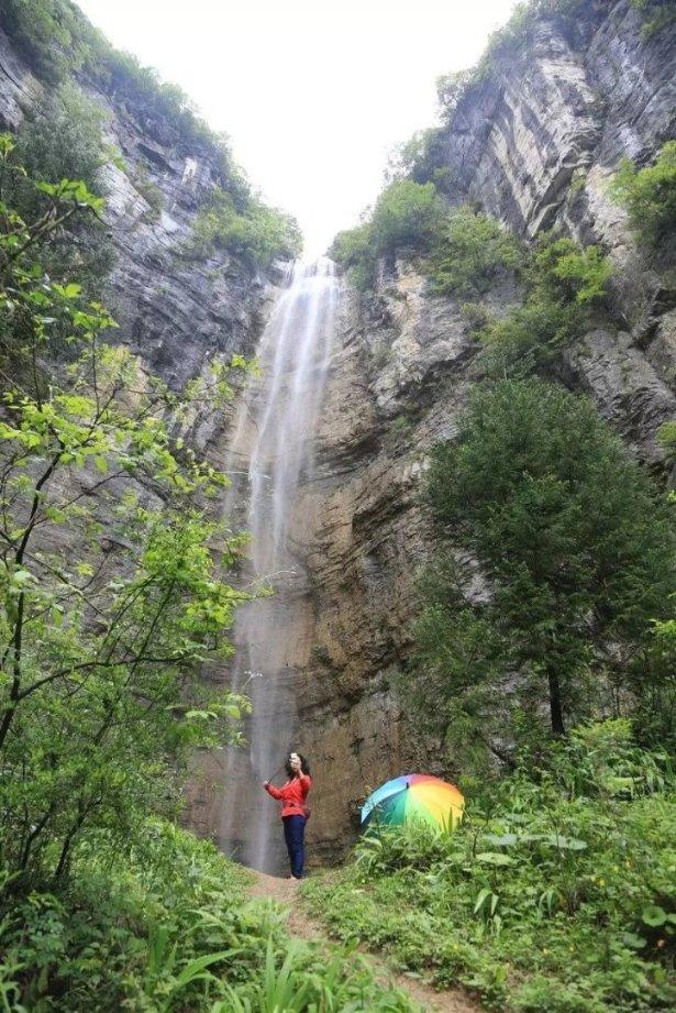 拯救枯树