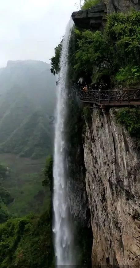 春雨直播app