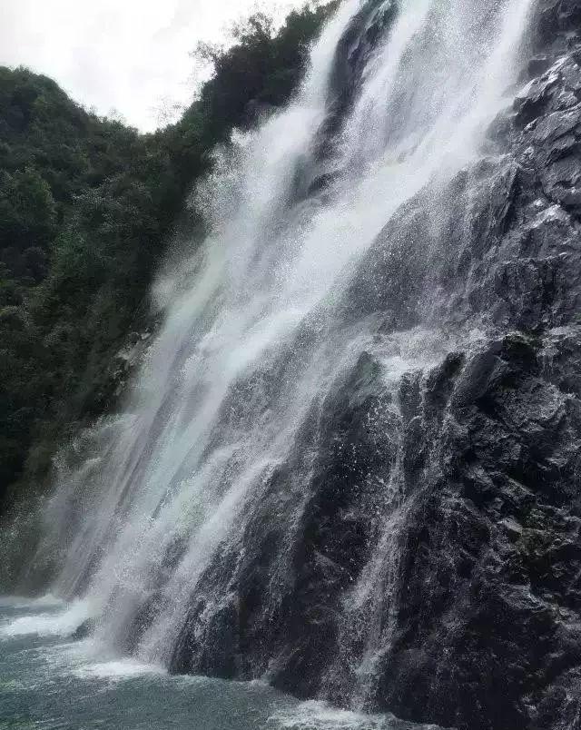 鱼腥草的功效,可惜很少有人知道